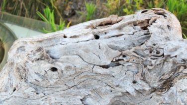 Driftwood aging